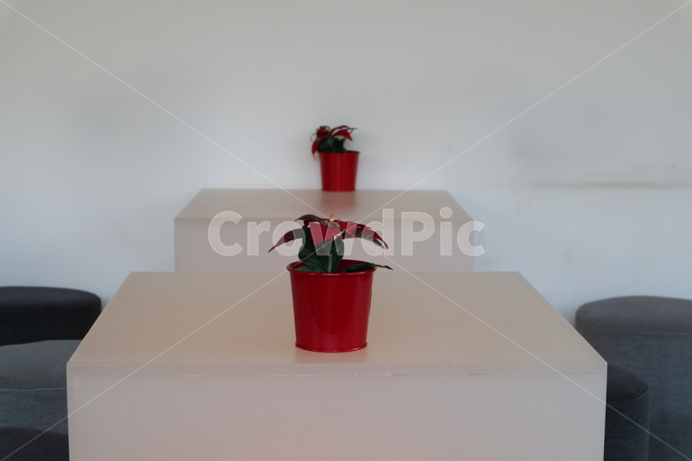 화분,꽃,배경,테이블,꽃화분