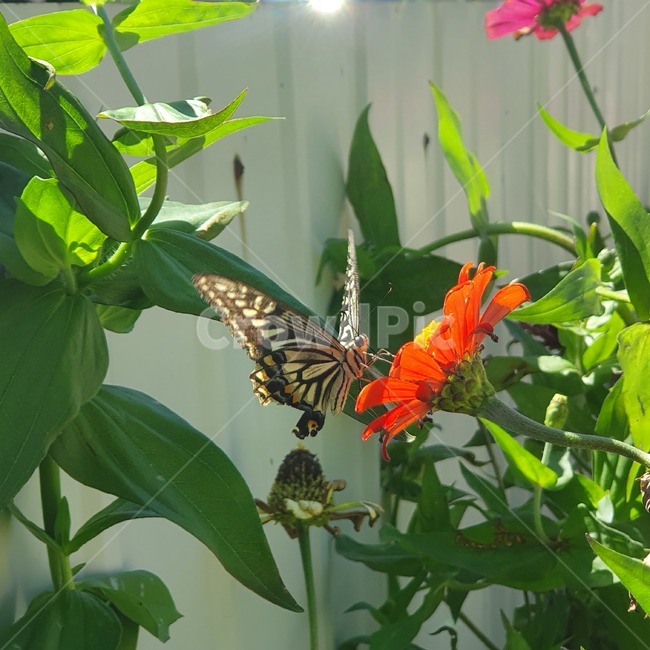 곤충,insect,animal,butterfly,plant,식물,나비,곤충,벌레,insect,bug