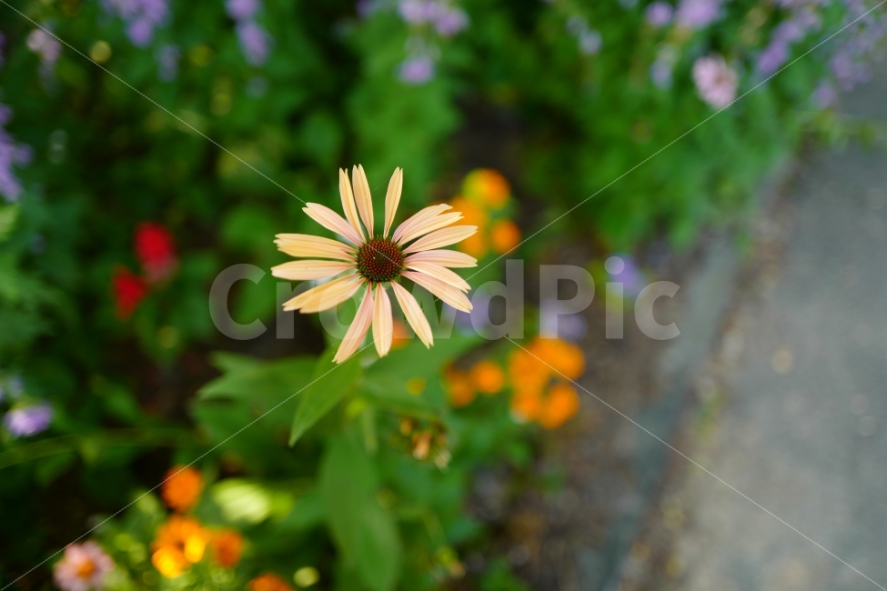 꽃,자연,식물,예쁜꽃,식물원,봄,식물,자연,plants,nature,꽃,flower