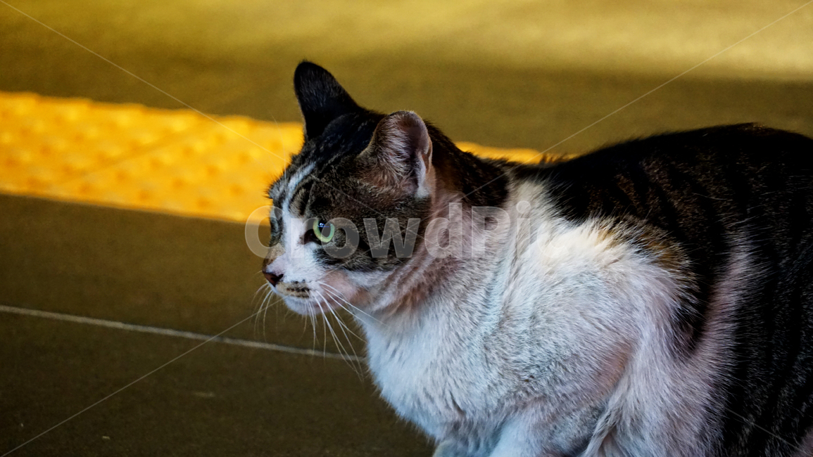 고양이,길고양이,동물,cat,animal,pet,동물,animal,포유류,mammal,고양이,cat,kitten,kitty