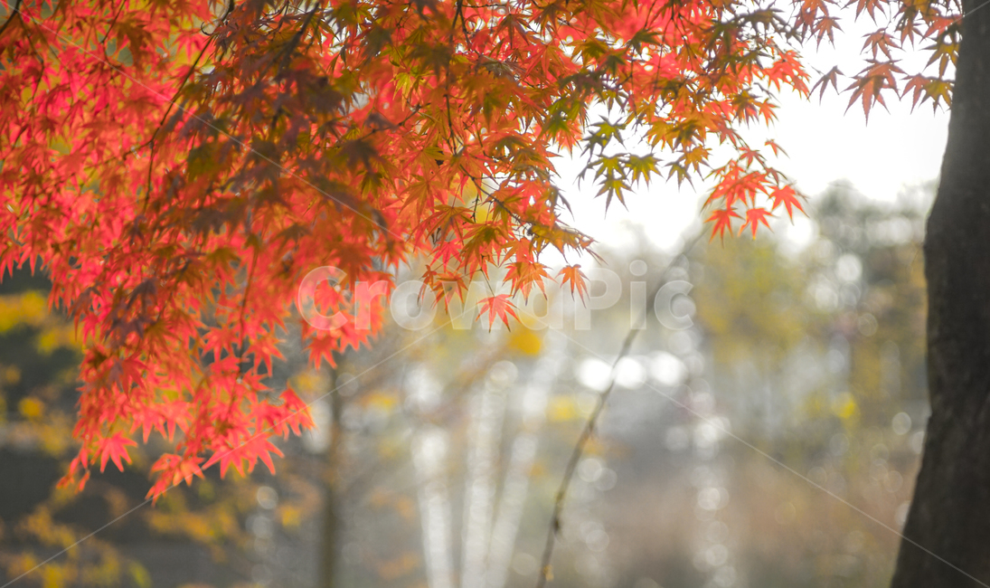 단풍,추색,가을,나무,나뭇잎,잎새,자연,잎,가을,계절,fall,autumn,season,leaf,plant,식물,tree,maple