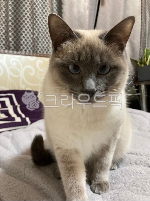 siamesecat,siamese cat,Pets,siamese,cat,animal,mammalia,pet,Siamese cat blue point