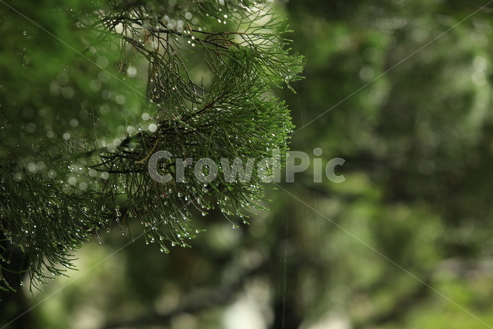 비,소경,풍경,비오는날,비오는소경,rain,식물,자연,plants,nature,비,비오는날,rain,rainy