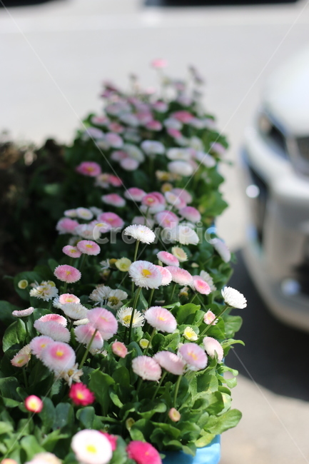 화단,화분,여름,꽃,핑크,데이지,식물,자연,plants,nature,꽃,flower