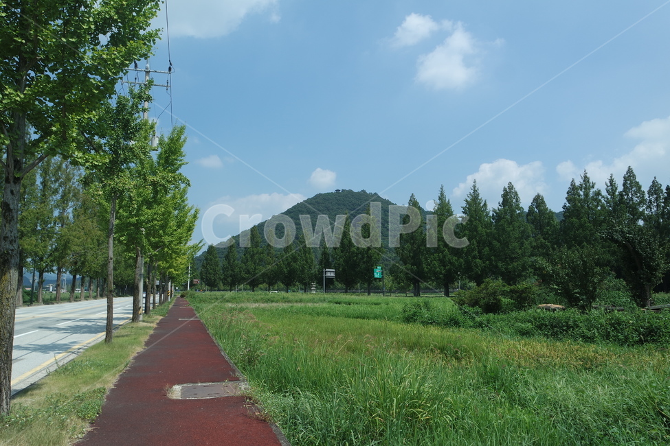 tree,나무,식물,plant,산책,야외
