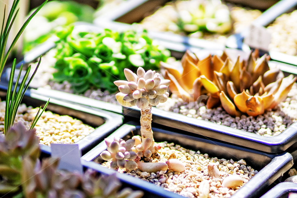 plant,식물,화분,다육이,flower,실내용화초,화분,화초,house plant