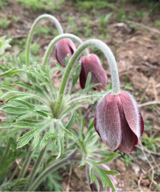 할미꽃,외로움,겸손함,자연,꽃,식물,자연,plants,nature,꽃,flower