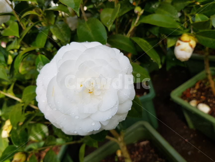 꽃,blossom,식물,plant,rose,flower,장미