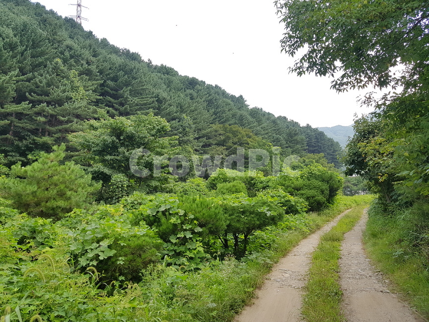숲,산길,풀,식물,숲길,잔디,잡초,자연,길,도로,나무,tree,nature,plant,잎,풍경,실외,낮,동양,아시아,환경