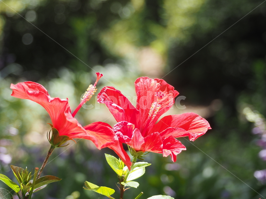 꽃,자연,붉은꽃,빨간,flower
