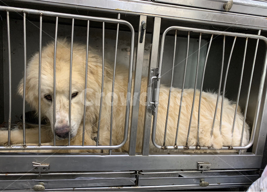 강아지,유기견,유기동물,반려동물,개,동물,animal,포유류,mammal,개,강아지,dog,doggy