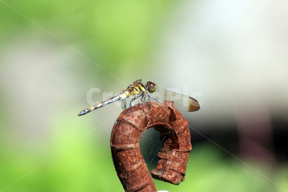 잠자리,곤충,녹슨쇠,가을,insect,곤충,벌레,insect,bug