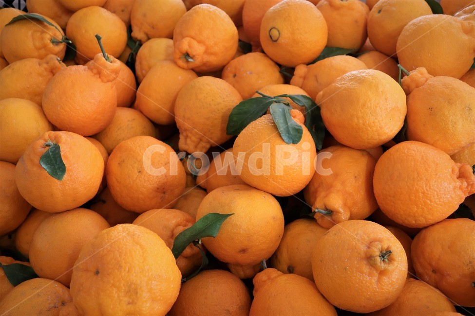제주,한라봉,생과일,과일,열매,식물,결실,과즙,특산물,농작물,과일,열매,fruit