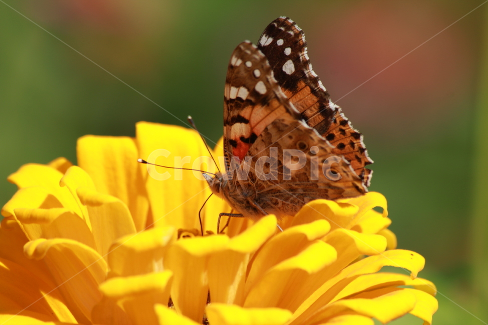 노랑백일홍,꽃,나비,식물,자연,곤충,식물,자연,plants,nature,꽃,flower,동물,animal,곤충,벌레,insect,bug