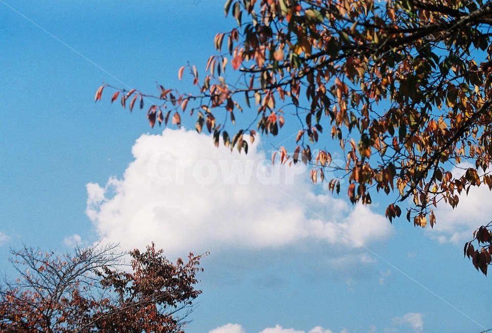 tree,나무,구름,감나무,휴식,가을,계절,fall,autumn,season
