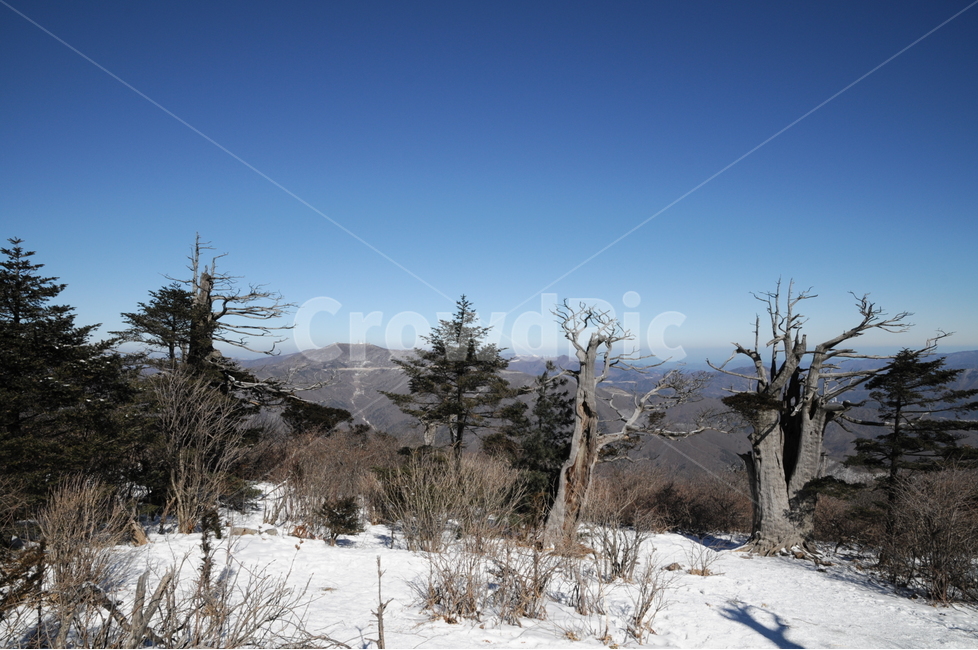 태백산,설경,겨울태백산,고사목,주목,겨울,계절,winter,season,자연,풍경,nature,landscape,한국자연풍경,한국자연경관,korea nature landscape,tree,나무,plant,식물,abies,아비,fir,전나무