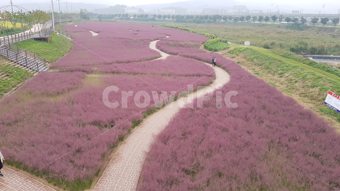 field,들,outdoors,옥외,nature,자연,land,땅,ground,핑크뮬리,핑크,pink,김천,강변공원