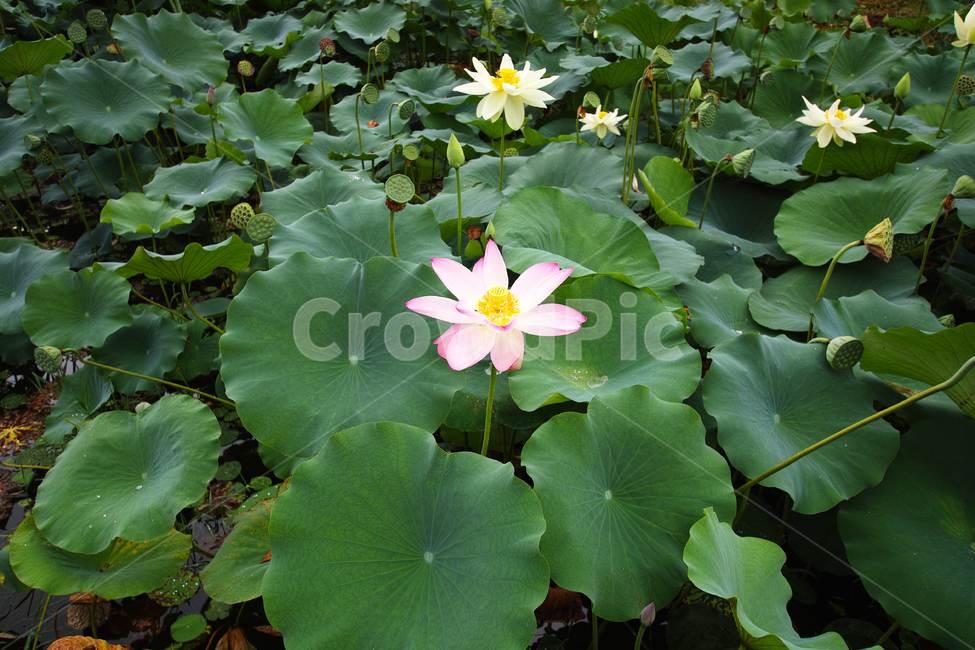 꽃,식물,자연,감성,테마,풍경,꽃말,flower,연꽃,부처님,식물,자연,plants,nature,꽃,flower