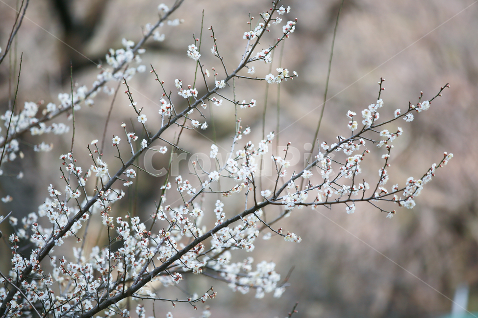 매화,매화나무,봄꽃,장미과,꽃나무,매실나무,흰매화,봄,계절,spring,season,식물,자연,plants,nature,꽃,flower,plant,blossom