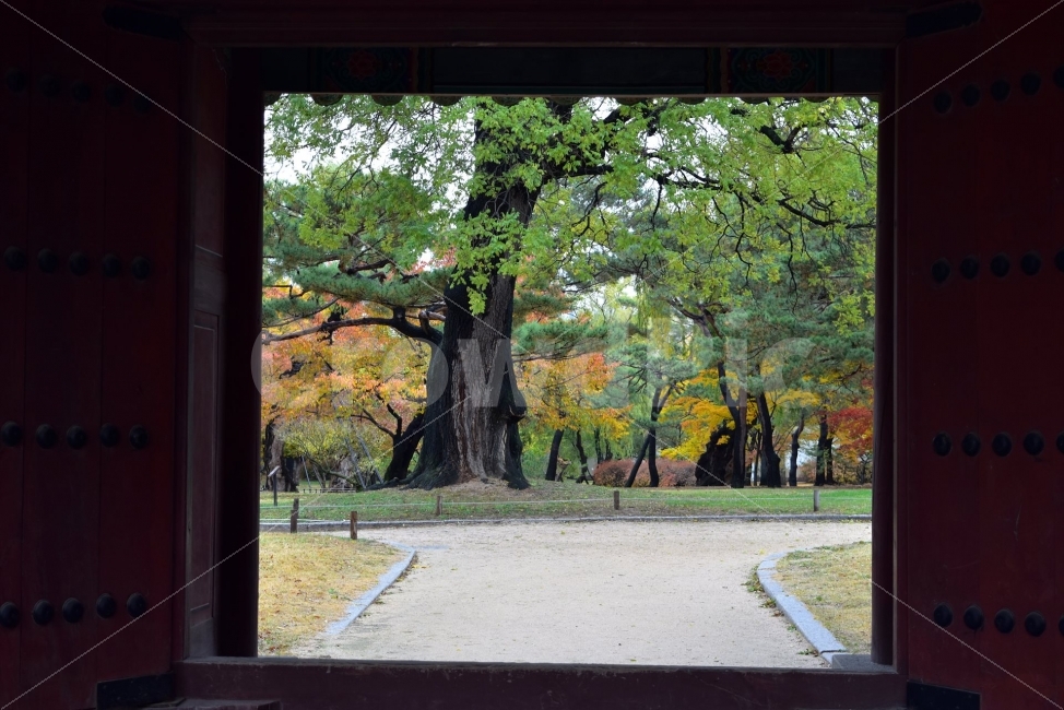 창경궁,가을,단풍,풍경,고궁,서울,낙엽,도심지,명소,자연,비경,단풍나무,춘당지,가을색,가을색채,오색,자연,풍경,nature,landscape,가을,계절,fall,autumn,season,한국전통,한국문화,korean traditional,korean culture,tree,나무,plant,식물,tree trunk,나무 줄기