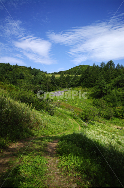 풍경,나무,산,식물,꽃밭,하늘,구름,자연,풍경,nature,landscape,outdoors,옥외,tree,plant,fir,전나무