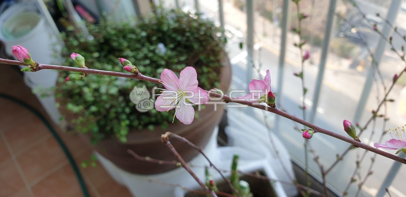 flower,꽃,분홍,체리,새싹