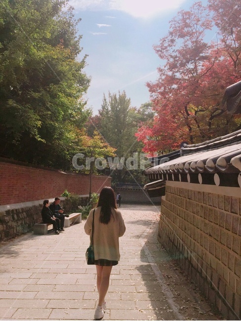 단풍,덕수궁돌담길,골목,뒷모습,가을,한옥,거리,하늘,풍경,가을,계절,fall,autumn,season,tree,나무,plant,식물