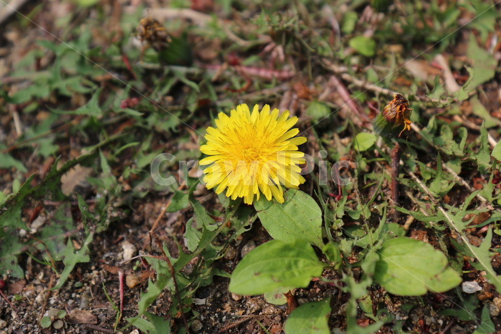 꽃,초록,봄,식물,화사한,식물,자연,plants,nature,꽃,flower