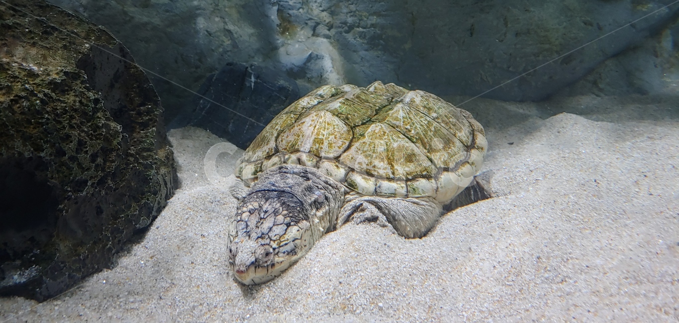 거북이,터틀,turtle,동물,animal,sealife,해양생물,해양,reptile