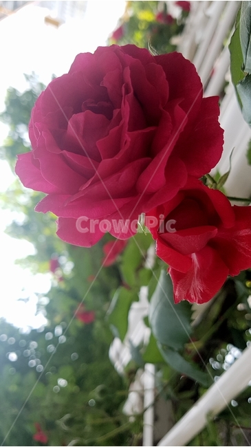 장미,꽃,5월,식물,로즈,식물,자연,plants,nature,꽃,flower