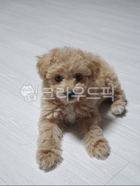 말티푸,말티푸강아지,강아지,개,애견,애완견,동물,애완동물,dog,pet,puppy