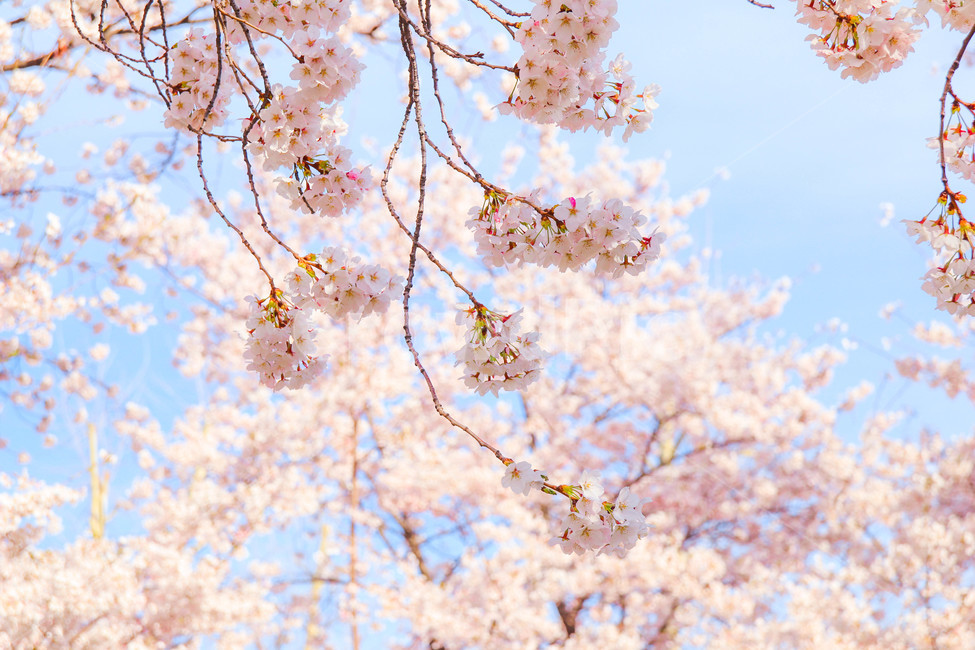 봄,벚꽃,봄꽃,꽃,하늘,풍경,blossom,spring,flower