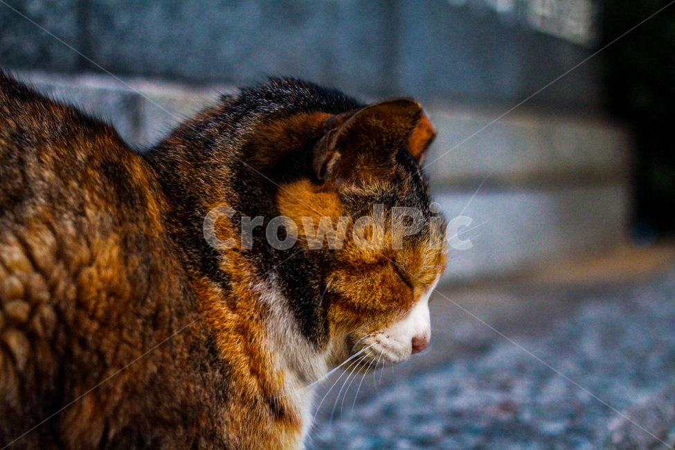 냥냥이,고양이,길고양이,반려묘,동물,일상,여유,동물,animal,포유류,mammal,고양이,cat,kitten,kitty