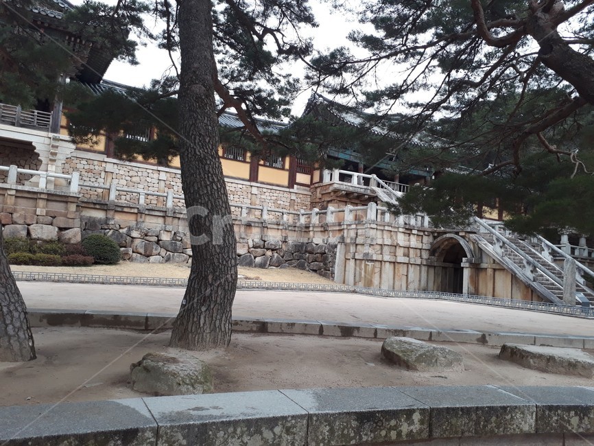 plant,식물,tree,나무,flagstone,판석,경주,불국사,신라,전통,tradition,ston,절,buddhism,불교