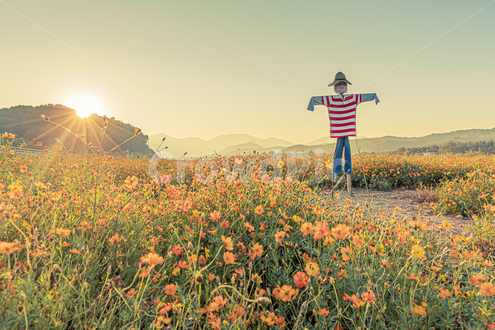 field,들,grassland,목초지,자연,nature,허수아비,자연,풍경,nature,landscape,꽃,flower