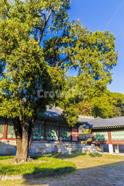 고궁,기와,창경궁,문화유산,문화재,한국의미,처마,지붕,선,무늬,채색,정원,한국전통,한국문화,korean traditional,korean culture,건축물,건물외관,exterior,building,structure,architecture,construction
