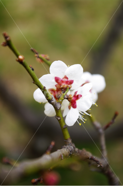 꽃,flower,매화,봄,spring,계절,식물,plant,식물,자연,plants,nature,꽃,flower