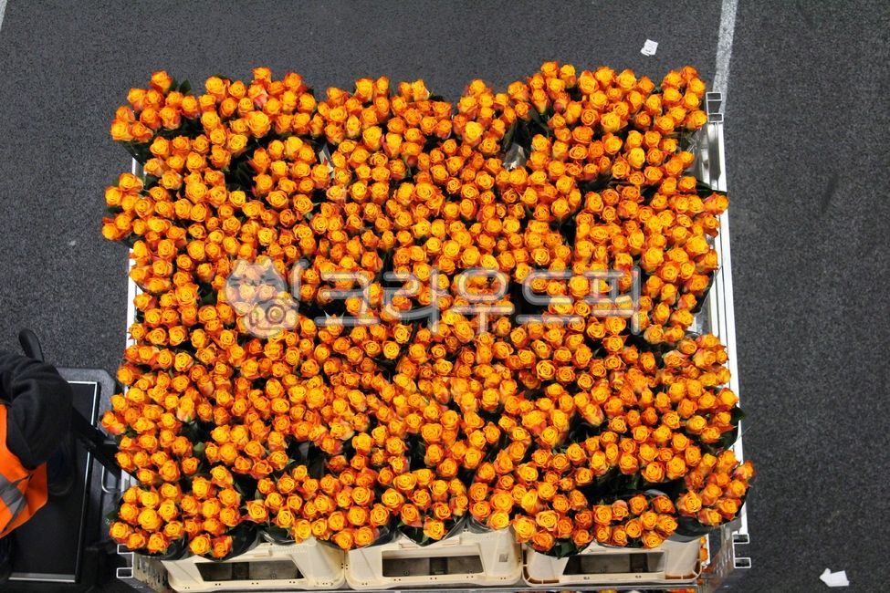 꽃,네덜란드,공장,장미,대량,꽃공장,꽃대량,식물,꽃배송,네덜란드꽃공장,경매