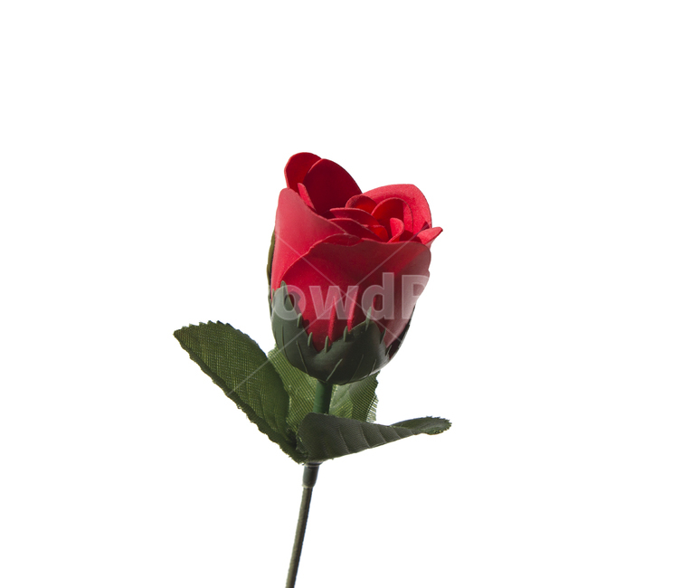장미,로즈,꽃,플라워,조화,비누,비누꽃,줄기,흰배경,클로즈업,사물,자연,식물,한송이,빨강,레드,빨간색,꽃,flower,누끼,remove background