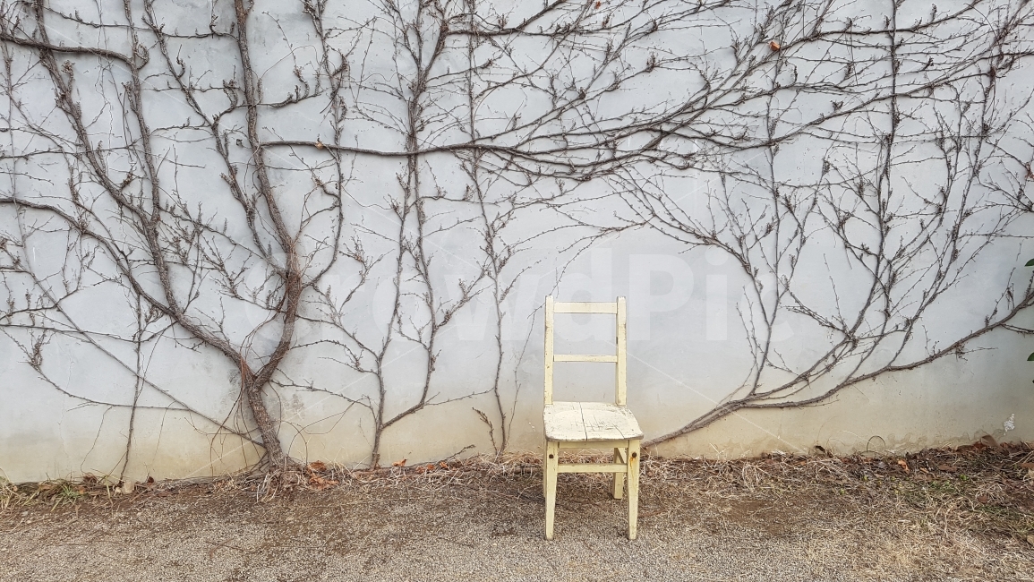 의자,담쟁이,벽,담쟁이넝쿨,넝쿨,하얀의자,사물,물건,오브젝트,thing,object,matter