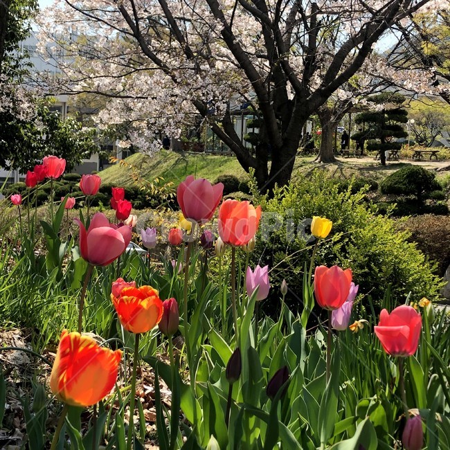 튤립,봄,벚꽃,꽃밭,꽃
