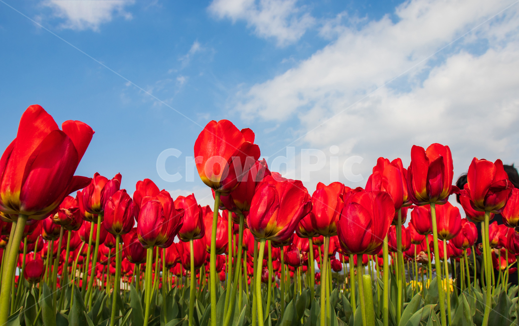 튤립,tulip,꽃,봄,들판,풍경,레드,하늘,꽃밭,빨간,붉은,빨강,빨간색,파란,푸른,구름,자연,식물,경치,밝은,정원,가든,만개,활짝핀,활짝피다,여름,컬러,칼라,컬러풀한,칼라풀한,색상,색감,아름다움,아름다운,예쁜,신선한,야외,꽃잎,계절,배경,바탕,백그라운드,그린,초록,flower,red,spring,tulips,bluesky,field,garden,bloom,blooming,blossom,landscape,blue,fields,sky,springtime,summer,nature,natural,color,colorful,beautiful,beauty,plant,fresh,clouds,cloud,flora,floral,green,leaf,outdoor,petal,season,background,bright
