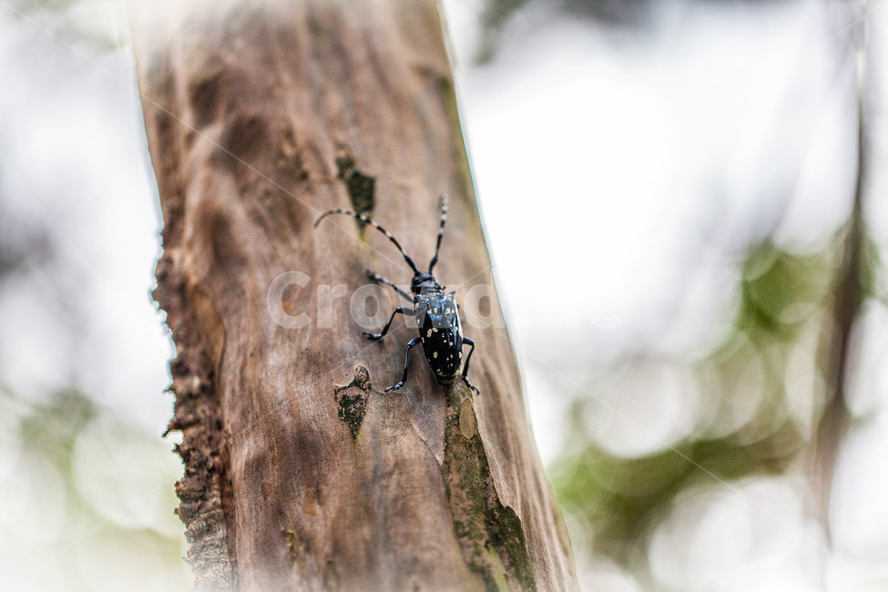 알락하늘소,곤충,딱정벌레,벌레,beetle,bug,동물,animal,곤충,벌레,insect,bug