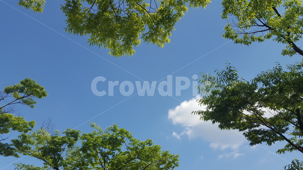 하늘,자연,나무,여름,구름,자연,풍경,nature,landscape,tree,plant,식물