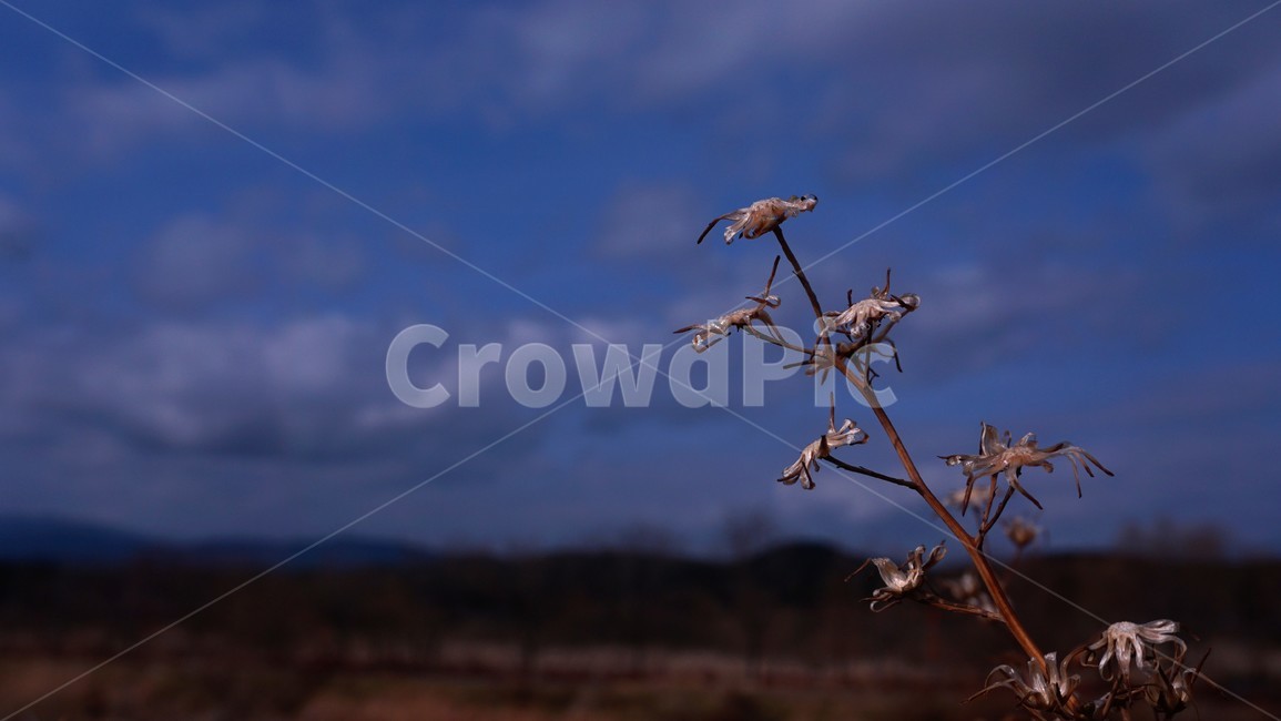 식물,plant,background,outfocus,closeup,enlarged,확대,접사,배경화면,바탕화면,겨울,마른풀,마른꽃