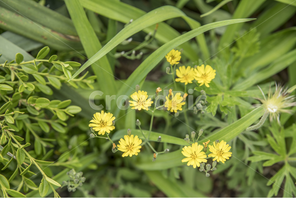 들꽃,봄꽃,꽃,민들레,노란꽃,식물,자연,plants,nature,꽃,flower