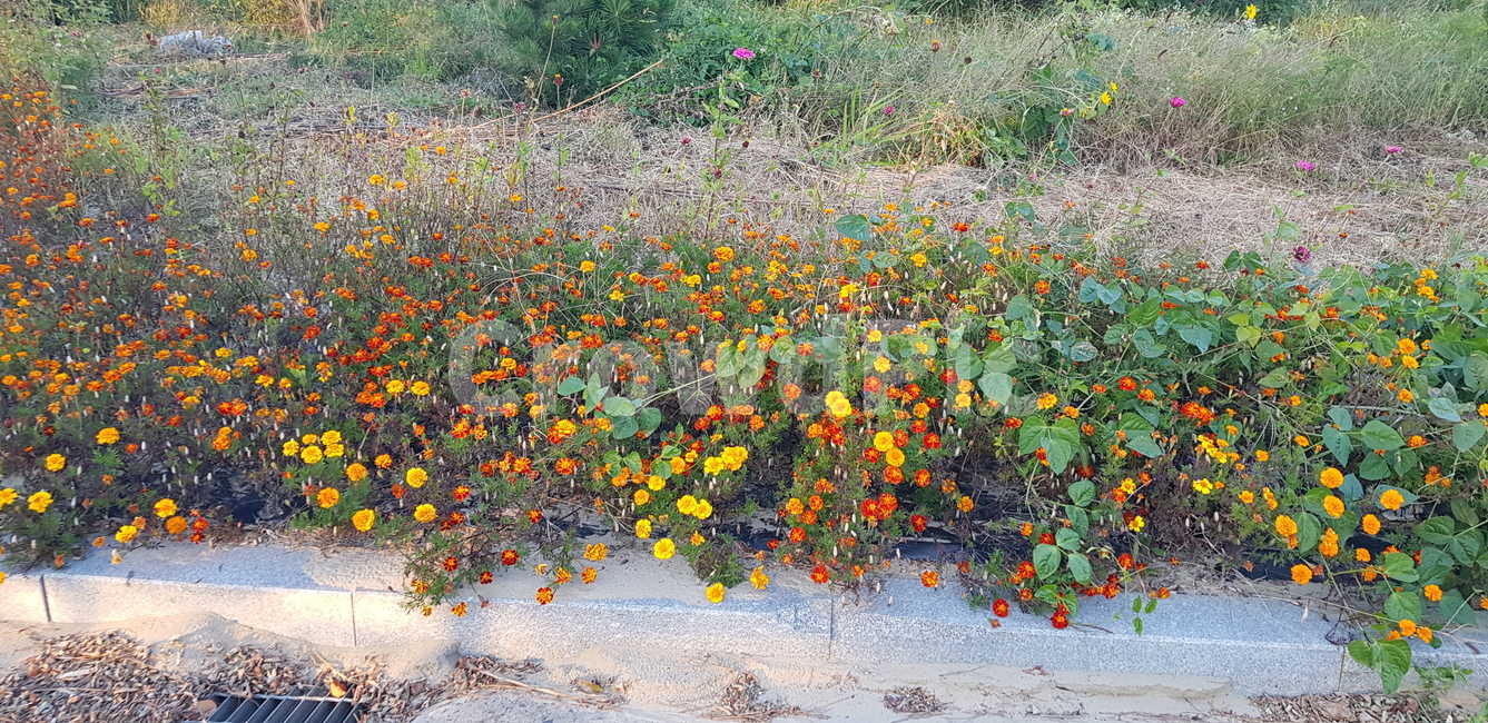 꽃,뱀꽃,자연,조경,풀,식물,자연,plants,nature,꽃,flower