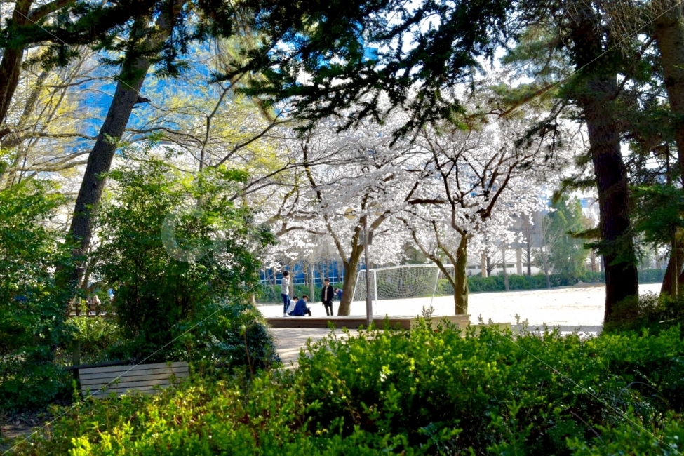 벚꽃,경남과학기술대학교,운동장,봄,풀,봄,계절,spring,season,사람,인물,인간,human,person,교육,학교,공부,education,learning,study,school,plant,식물,grass,잔디,tree,나무