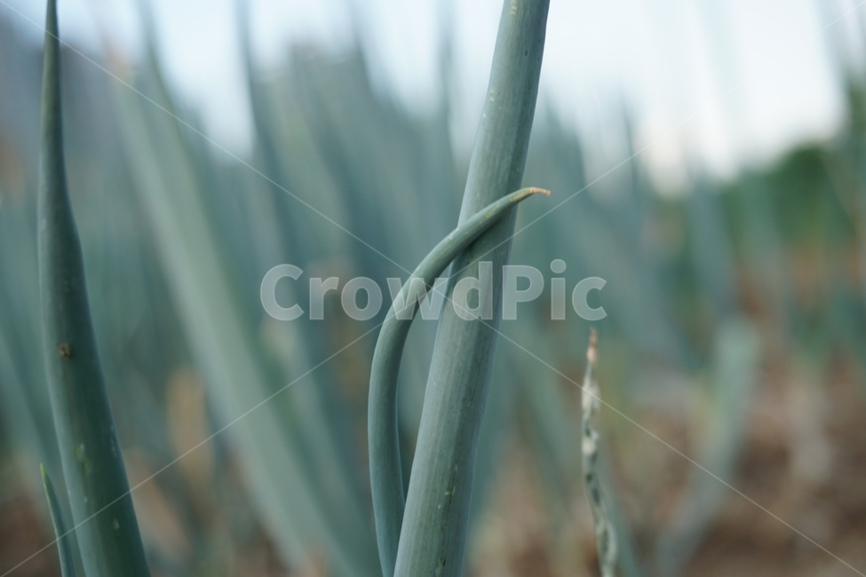 파,잔디,자연,green,greenonion,farm,농장,초록,대파,식물,자연,plants,nature