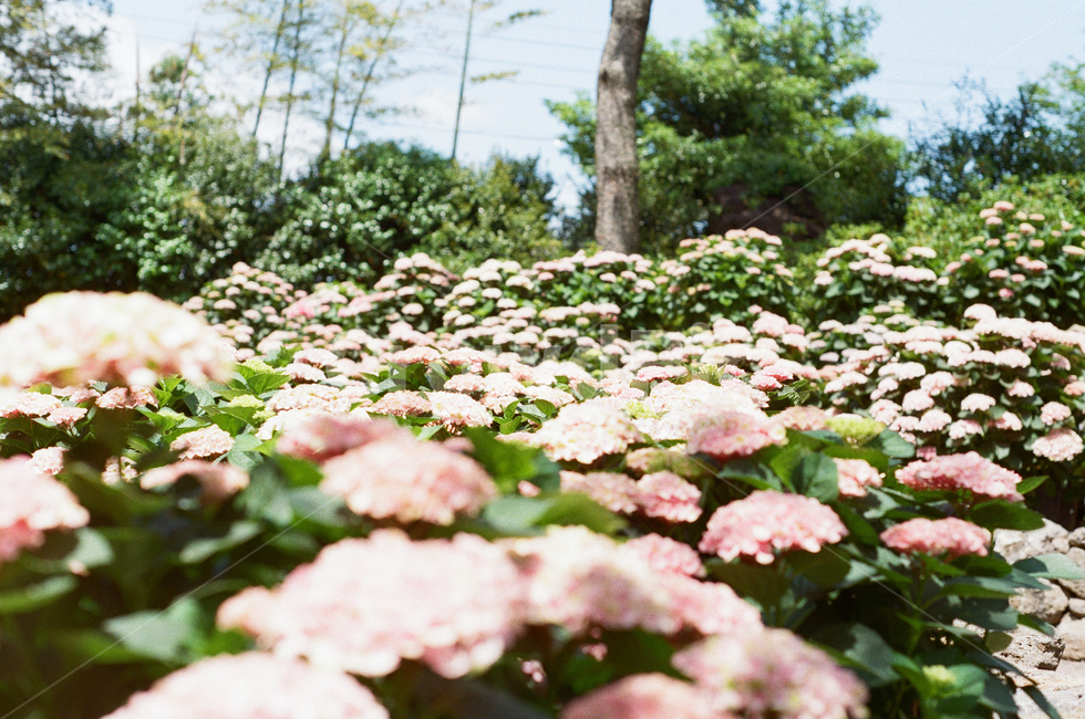 감성사진,필름카메라,풍경,식물,필름,꽃,식물,자연,plants,nature,꽃,flower